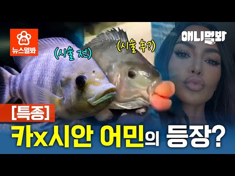 듀...💋 카다시안 입술 뺨치는 어민의 등장;;;ㅣSBS 뉴스멀봐 (2025.01.31) I Fish has a Kardashian Lips