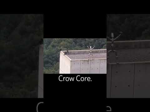 Crow Core. #crow #ravens #birds #birb #funnyanimals #youtubeshorts #nature