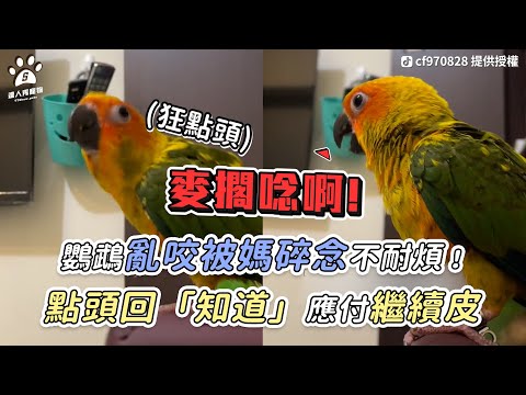 【鸚鵡亂咬被媽碎念不耐煩！ 點頭回「知道」應付繼續皮】｜Tik Tok / cf970828