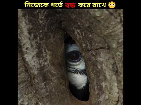 It Goes Inside The Tree 🦜🦜।।