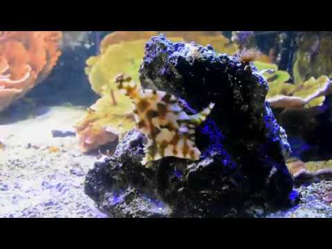 Aiptasia Removal Aiptasia are a small anemone that hitchhike their way into your saltwater aquarium, left unchecked t