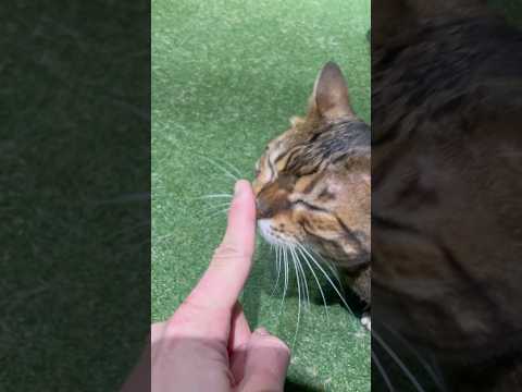 ドヤ顔で自分の縄張りをアピールする猫
