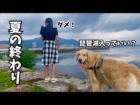 琵琶湖に入りたがるゴールデンレトリバーの可愛い様子を紹介 サムネイル