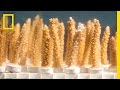 Coral Reefs and Environmental Challenges