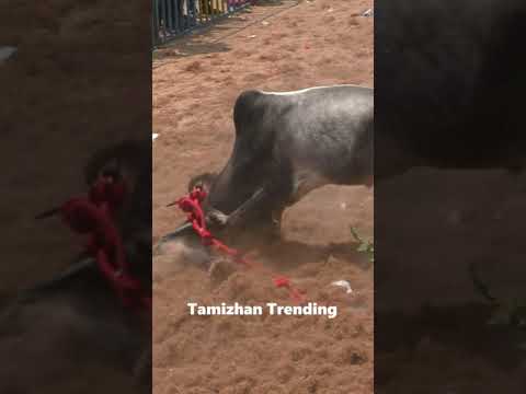 மாஸ் ஆட்டம்???... Tamizhan Trending #shorts