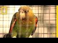 Conservation and Ecology of Cape Parrots