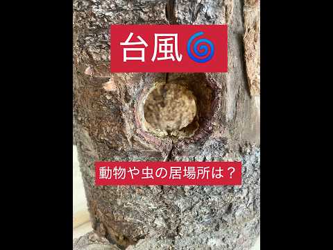 生態系の仲間が台風🌀で何処にいるのか？考えてみてください。 #林業