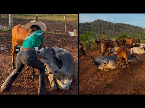 VACA LEITEIRA PULA E CAI NO CHÃO 😱