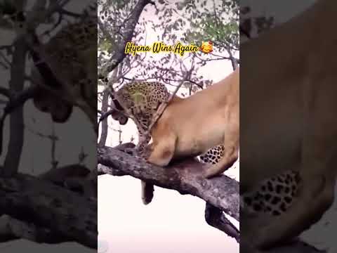 Great Cats Fighting, will always be mocked by the Hyena 🤩 #shorts #lion #leopard #hyena