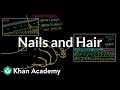 Exploring the Origins of Hair and Nails