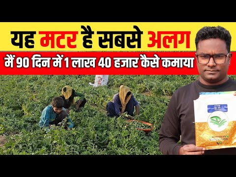 How to Earn 10x Profit? The Magic of Green Pea Farming मटर  खेती का सीक्रेट कम मेहनत में बड़ा फायदा