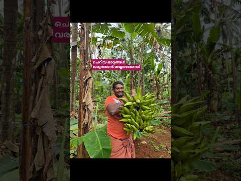 99% നഷ്ടം വരാതെ കൃഷി ചെയ്യാം.. #shortsfeed #shortvideo #shorts #agriculture