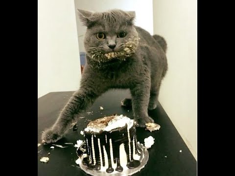 😺 Смешное видео с кошками, котятами и собаками! 🐕 Вы будете смеяться! 😸