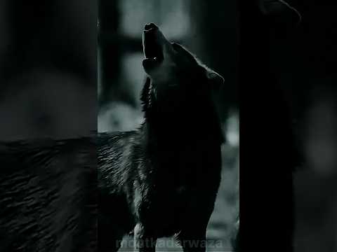 Wolf Howling Sound🐺