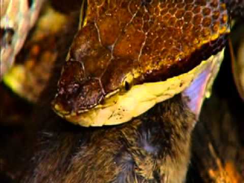 百步蛇傳說--人文生態紀錄片 - YouTube(24分12秒)