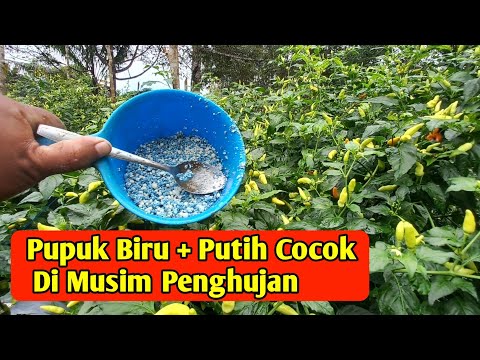 Pupuk susulan cabe terbaik di musim penghujan