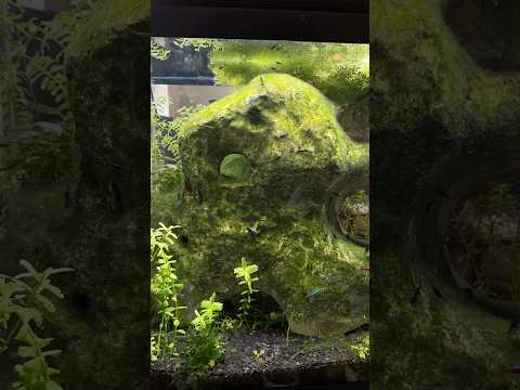 Maintenance on The Meteorite #fishtank #aquarium # 