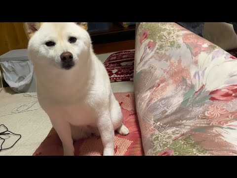 お布団を敷き始めるとトコトコとやって来ては幸せそうに爆睡する柴犬