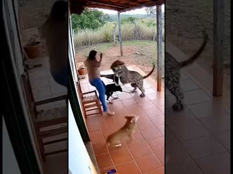 😱 cachorros salva mulher de ataque de onça pintada 😱 #tiringa #memes #humor #comedia