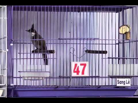 Mã 47 thái độ rực rỡ 🌾 êm