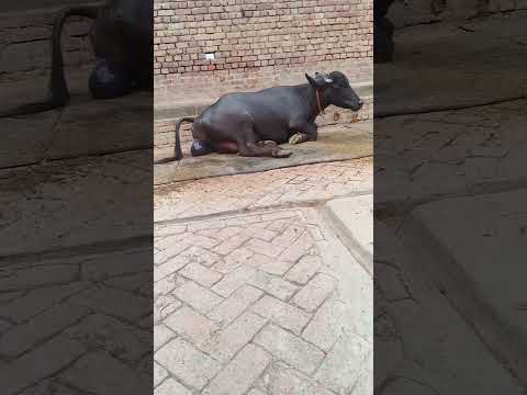 Apni First timer Jhoti Ne Chand Murrah Bull Ki Female Calf Di h #viral #murrah#video#viralvideo#top