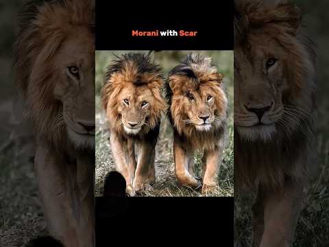 #lion #lionking #animals