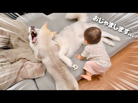 大喧嘩中でも赤ちゃんが近づくと一瞬で我にかえる愛犬が凄すぎました・・・