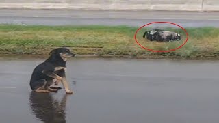 Sitting Beside His Lost Friend for Three Days – Rodolfo the Dog and His Final Farewell.