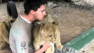 worker at lion park gets hugs from sweet lion cubs 1