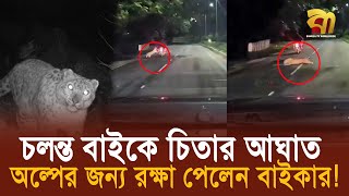 চলন্ত মোটরসাইকেলে চিতাবাঘের আ'ক্র'ম'ন; একটুর জন্য রক্ষা পেলেন চালক! | Bangla TV