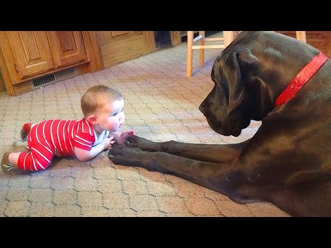 Funniest BABY and PETS Meltdowns Caught ON CAMERA - Cute Babies Videos || COOL PEACHY