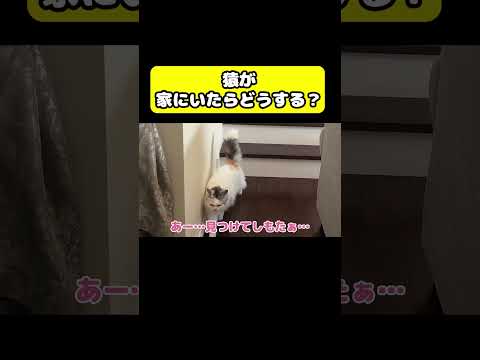 家に猿がいたらどうなる？ニャンチューバーつくしの楽しいひととき サムネイル
