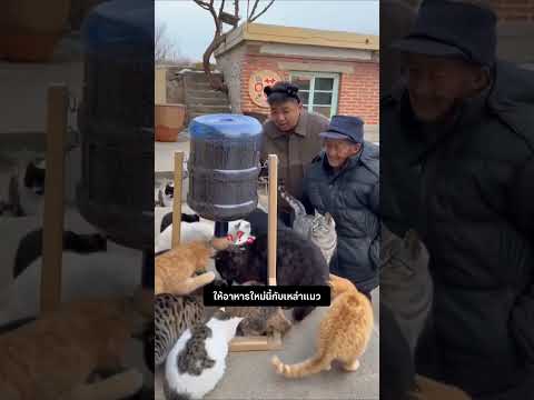 แมวส้มที่คุณปู่ไม่ชอบใจ #สัตว์โลกน่ารัก