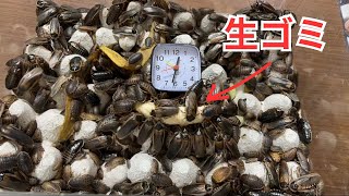 ゴキブリで生ゴミを処理する