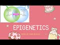 Epigenetics and Gene Regulation Concepts
