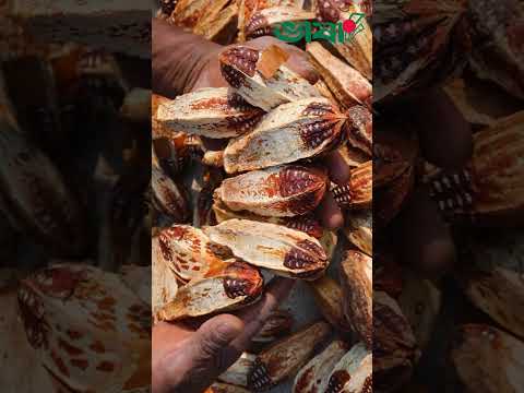 āĻŽā§āĻšāĻāύāĻŋ āĻĢāϞ āĻā§ āĻāĻžāĻā§ āϞāĻžāĻā§? #swietenia #plants #agriculture