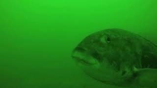 Tog fishing the Mid-Atlantic 11-10-19