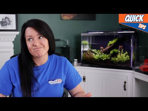 The Best Way To Prep Water  For An Aquarium? 👨‍👨‍👧‍👦 Get all the extra benefits by becoming a channel member. https_//www.youtu