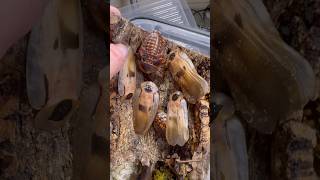 the world's largest cockroach! (blaberus giganteus) #cockroach #bugs #nacfamily #rock_n_insectes