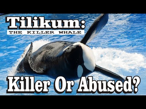 TILIKUM: Serial Killer, Killer Whale? Tilikum (c. December 1981[1] – January 6, 2017), nicknamed Tilly,[2] was a captive male orca who