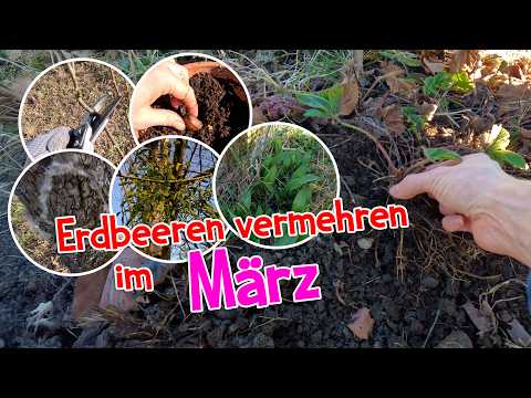 Erdbeeren vermehren im März 🍓 Gartenarbeiten und Wildkräuter entdecken