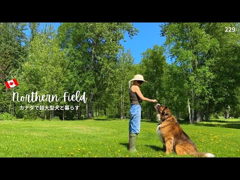 ボツ・未使用動画集14＋ジンのショート武勇伝【超大型犬とカナダで田舎暮らし】