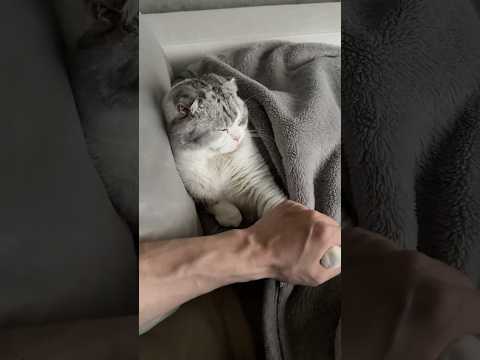 猫の魅力と飼育の基本ポイント サムネイル