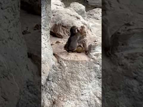 ‘Punch’ makes a new friend: Baby macaque seen hugging monkey in adorable video 🐒
