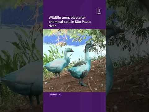 Wildlife turns blue after chemical spill in São Paulo river