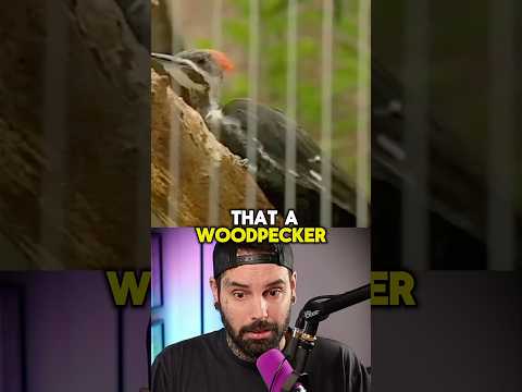 Woodpecker proves the existence of God! 👀🤯 #shorts #christian #woodpecker