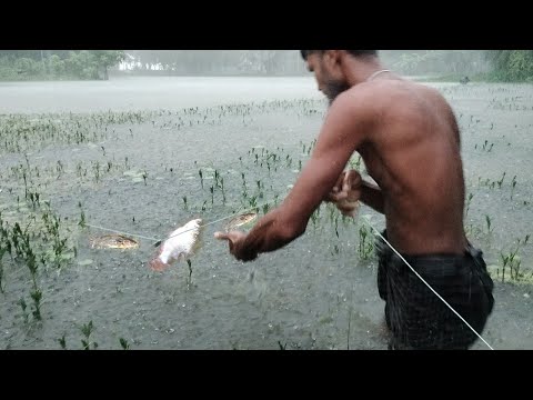 জীবনে বৃষ্টি দেখছি এত বৃষ্টি দেখি নাই আর জালে মাছ আর মাছ। Fishing in Havvy rainy day/Village fishing