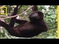 Howler Monkeys: Behavior and Habitat