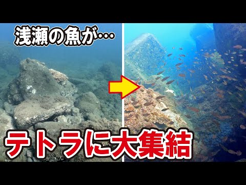 浅瀬から消えた魚がテトラポットに大集結！？