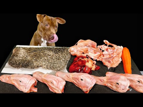 Best Dog MUKBANG PITBULL EATING RAW FOODS